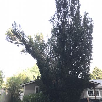 Alex Tree Service - Before - Tree Services Near Me - Seattle, Washington Alex Tree Service - Before - Tree Services Near Me - Seattle, Washington