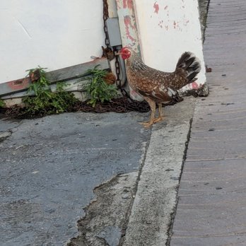787 Coffee - rooster hanging out by their parking/patio area - Coffee & Tea Near Me - Carolina, Puerto Rico