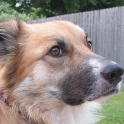 Austin Dog Rescue - Hudson from Austin Dog Rescue