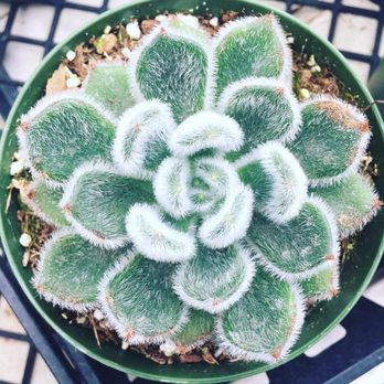 Highway 92 Succulents - Nurseries & Gardening Near Me - Half Moon Bay, California