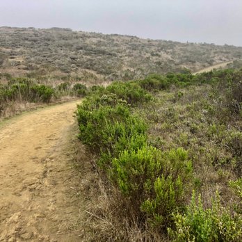 Harmony Headlands State Park - Coyote bush, native plant! - Parks Near Me - Cayucos, California