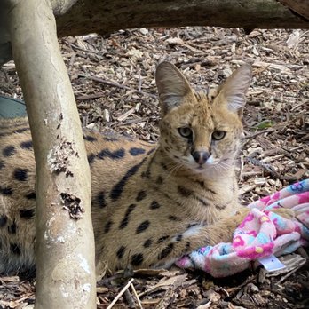 Oglebay Park Resort - Serval - Parks Near Me - Wheeling, West Virginia Oglebay Park Resort - Serval - Parks Near Me - Wheeling, West Virginia