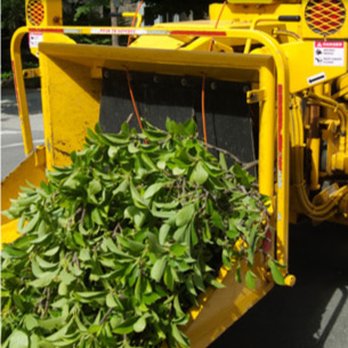 Arborcare Tree Service - a large load of leaves - Tree Services Near Me