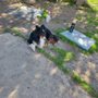 Photo of Creature Comforts Pet Resort