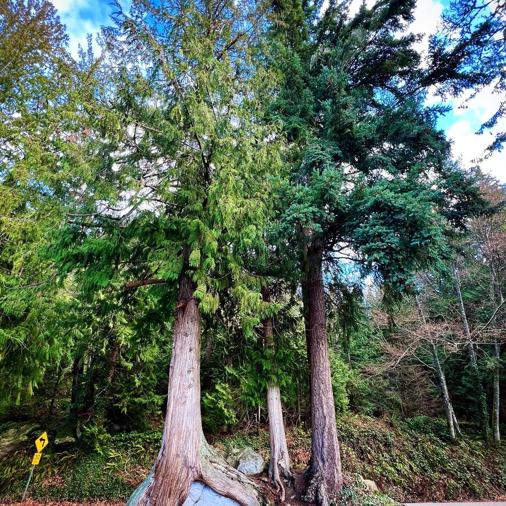 Chuckanut Drive - Loved this tree swallowing this rock! Found at one of the scenic pull offs - Hotels & Travel Near Me - Bellingham, Washington Chuckanut Drive - Loved this tree swallowing this rock! Found at one of the scenic pull offs - Hotels & Travel Near Me - Bellingham, Washington