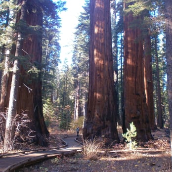 Calaveras Big Trees State Park - A bit of perspective of how BIG these trees are: look for the man on the boardwalk. - Parks Near Me - Arnold, California Calaveras Big Trees State Park - A bit of perspective of how BIG these trees are: look for the man on the boardwalk. - Parks Near Me - Arnold, California