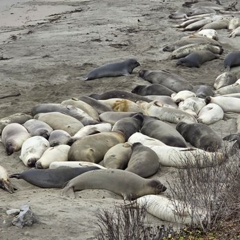 Ragged Point Inn - Elephant seals beside highway 1 - Hotels Near Me - San Simeon, California Ragged Point Inn - Elephant seals beside highway 1 - Hotels Near Me - San Simeon, California