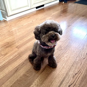 The Traveling Groomers - Pet Groomers Near Me