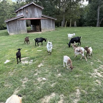 Little Tail Farms - Vacation Rentals Near Me - Dunlap, Tennessee Little Tail Farms - Vacation Rentals Near Me - Dunlap, Tennessee