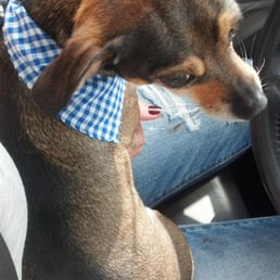 Jakie is happy and well groomed! Thank you Doggy land grooming :)