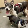 Photo of Suwanee Animal Hospital