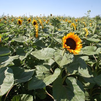 Cross E Ranch - Nothing like a field of sunflowers (they face east so plan accordingly for picture opportunities) - Festivals Near Me - Salt Lake City, Utah Cross E Ranch - Nothing like a field of sunflowers (they face east so plan accordingly for picture opportunities) - Festivals Near Me - Salt Lake City, Utah
