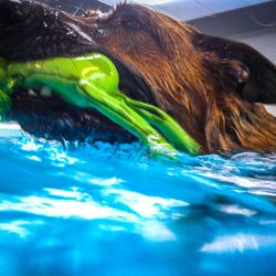 Doggieland Play Park Aquatics