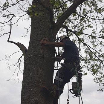 Old Crow Forestry - Tree Services Near Me Old Crow Forestry - Tree Services Near Me