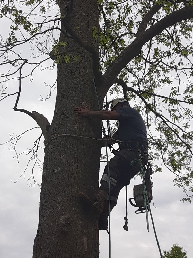OLD CROW FORESTRY Afton, Iowa Tree Services Phone Number Yelp