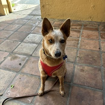 Hella Bagels - Very cute stone tiled patio with outdoor table and chairs. Verified dog-friendly! - Bagels Near Me - Albany, California Hella Bagels - Very cute stone tiled patio with outdoor table and chairs. Verified dog-friendly! - Bagels Near Me - Albany, California