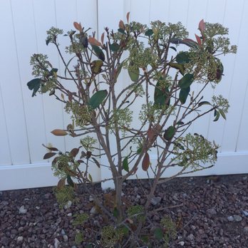 BILMAR Landscape Industries - Bilmar Landscaping Las Vegas. 65k per year budget. ‍‍ Leaf Spot Mold rampant. - Landscaping Near Me - Las Vegas, Nevada