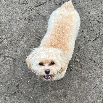 Dogs On The Run - Happy girl ! - Dog Walkers Near Me