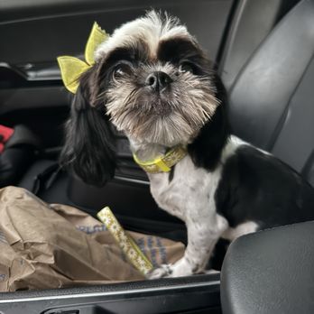 A Touch Of Gold - Gracie is so happy because Tanisha cares so much for her - Pet Groomers Near Me - Oceanside, California A Touch Of Gold - Gracie is so happy because Tanisha cares so much for her - Pet Groomers Near Me - Oceanside, California