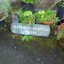 Photo of The Medicine Garden