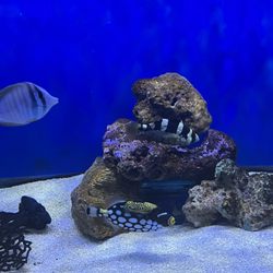 Southwest Reef Company