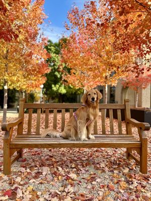 Stanford University by null