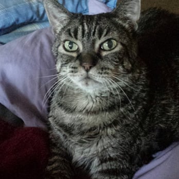 Cat Care Professionals - My precious Scamp - Veterinarians Near Me - Lake Oswego, Oregon