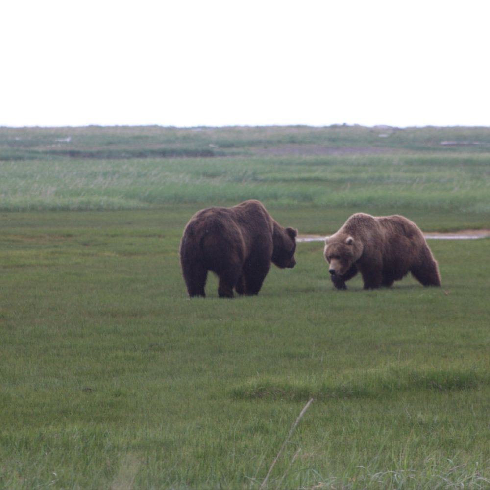 Alaska Bear Adventures - Hiking Near Me - Homer, Alaska Alaska Bear Adventures - Hiking Near Me - Homer, Alaska