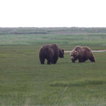 Alaska Bear Adventures - Hiking Near Me - Homer, Alaska Alaska Bear Adventures - Hiking Near Me - Homer, Alaska