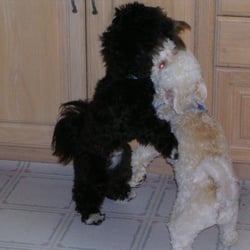 West Seattle Doghouse Daycare - Dancers!