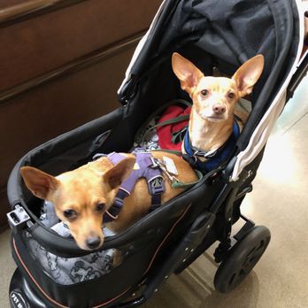 Dogs Day Bowtique - Freddie in the back, Lexi in the front going for a stroll! - Pet Groomers Near Me - Anchorage, Alaska Dogs Day Bowtique - Freddie in the back, Lexi in the front going for a stroll! - Pet Groomers Near Me - Anchorage, Alaska
