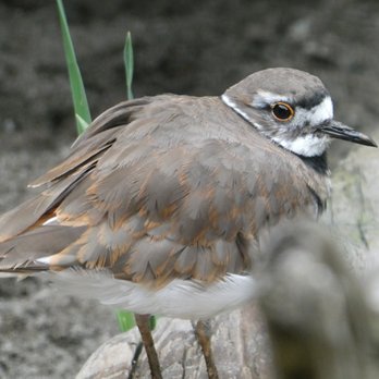 Seattle Aquarium - birds are here too! - Aquariums Near Me - Seattle, Washington