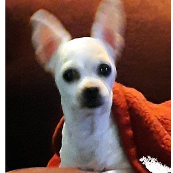 Quick Grooming Pet Salon - Pet Groomers Near Me Quick Grooming Pet Salon - Pet Groomers Near Me
