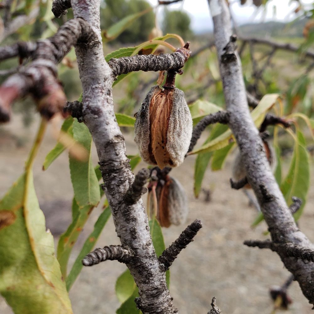 clos mogador - Almond tree! - Landmarks & Historical Buildings Near Me