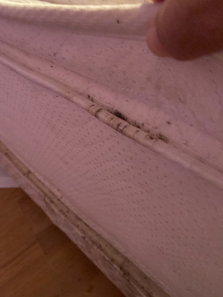 BED BUG TEXAS TERMITE & PEST CONTROL 32 Photos Montgomery, Texas