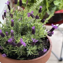 Elizabeth’s Clean Day - Using fresh lavender oil for an aromatherapy deep clean