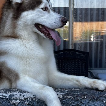 Mobile Dog Wash - After picture of my baby Siddkaah ! - Pet Groomers Near Me Mobile Dog Wash - After picture of my baby Siddkaah ! - Pet Groomers Near Me