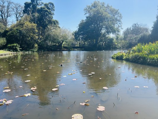 Royal Botanic Gardens Victoria - Melbourne Gardens by null