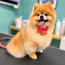 Cain's Dog House - Freshly Groomed Pomeranian