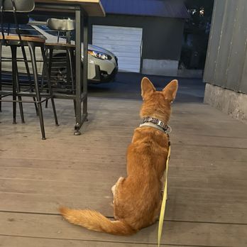 Glacier Public House - My dog enjoyed dusk on the patio! - Bars Near Me - Government Camp, Oregon Glacier Public House - My dog enjoyed dusk on the patio! - Bars Near Me - Government Camp, Oregon