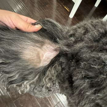 Lush Spaw - Pet Groomers Near Me - San Jose, California Lush Spaw - Pet Groomers Near Me - San Jose, California