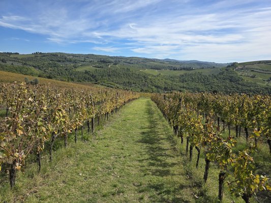 La Cantinetta Di Rignana by null