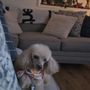 Photo of Puppy Drems