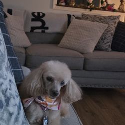 Puppy Drems - My fur baby Precious!