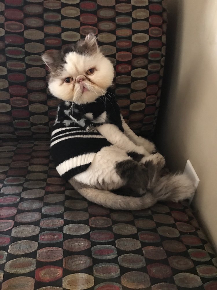 ADVANCED VETERINARY COMPLEX 15 Photos & 39 Reviews 501 Main St