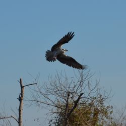 St. Johns Wildlife Tours
