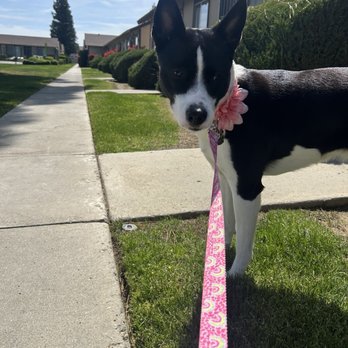 All-Paws Grooming - Pet Groomers Near Me - Bakersfield, California