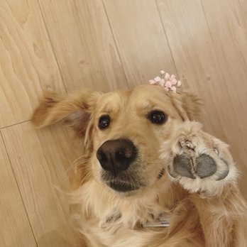 Aquatic Fourth Street - Golden retriever - Apartments Near Me - Berkeley, California