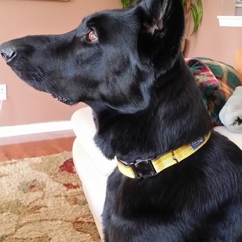Geist Pet Wellness Clinic - Charlie... - Veterinarians Near Me - Indianapolis, Indiana