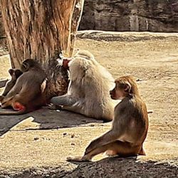 Tierpark Hagenbeck - Affenbande (11/2022)